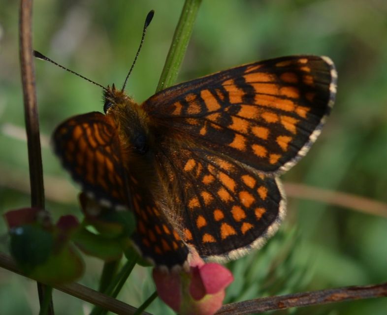 Melitaea athalia - közönséges tarkalepke