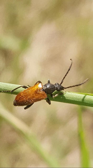 Pseudovadonia livida - barnás virágcincér