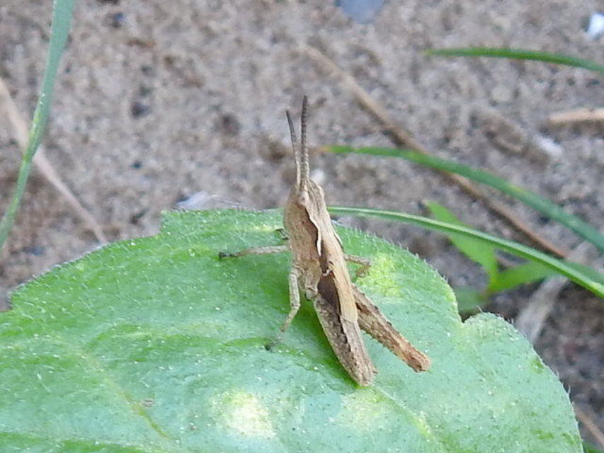 Chorthippus (Glyptobothrus) (subgenus)