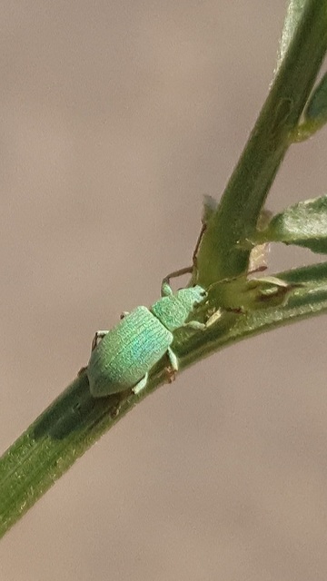 Phyllobius virideaeris - halványzöld levélormányos