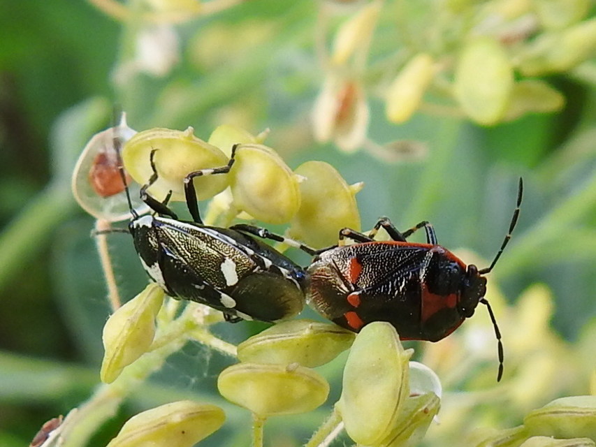 Eurydema oleracea - paréjpoloska Eurydema oleracea - paréjpoloska