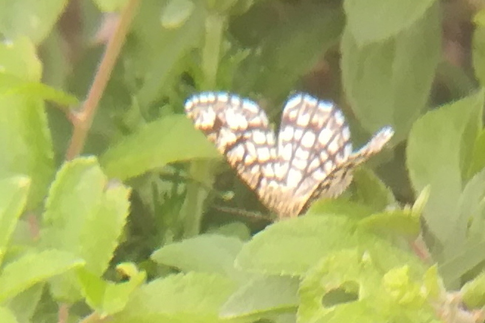 Chiasmia clathrata - rácsos rétiaraszoló