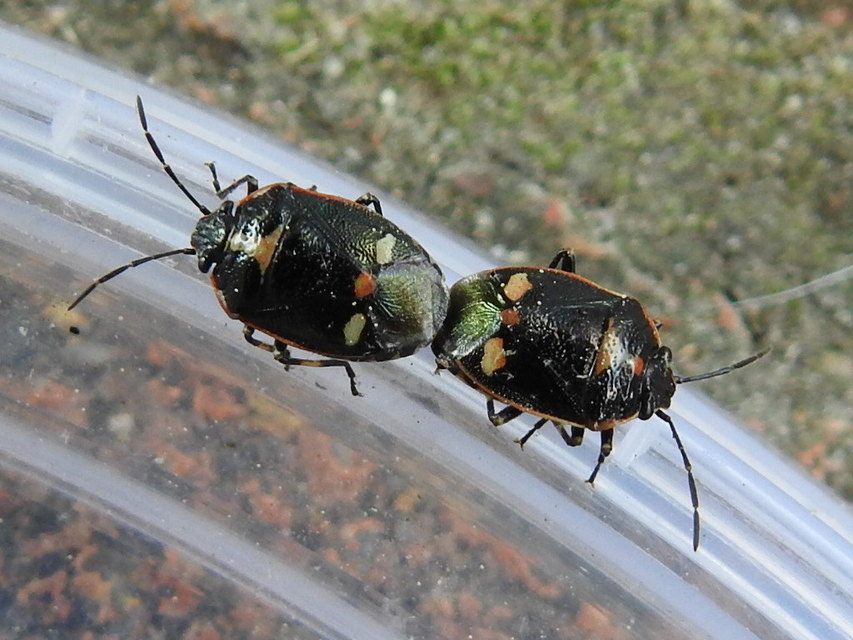 Eurydema oleracea - paréjpoloska Eurydema oleracea - paréjpoloska