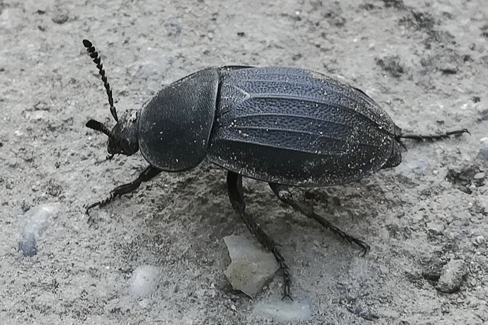 Silpha obscura - közönséges dögbogár