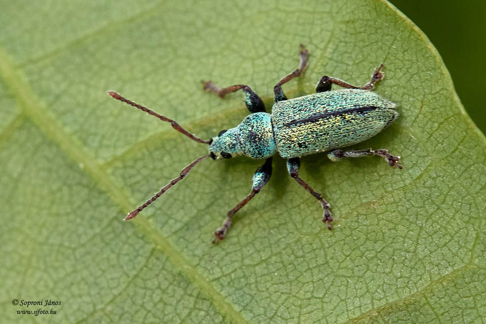 Phyllobius betulinus - változékony levélormányos