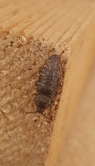 Agrypnus murinus - egérszínű pikkelyespattanó