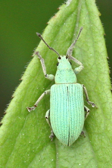 Phyllobius virideaeris - halványzöld levélormányos