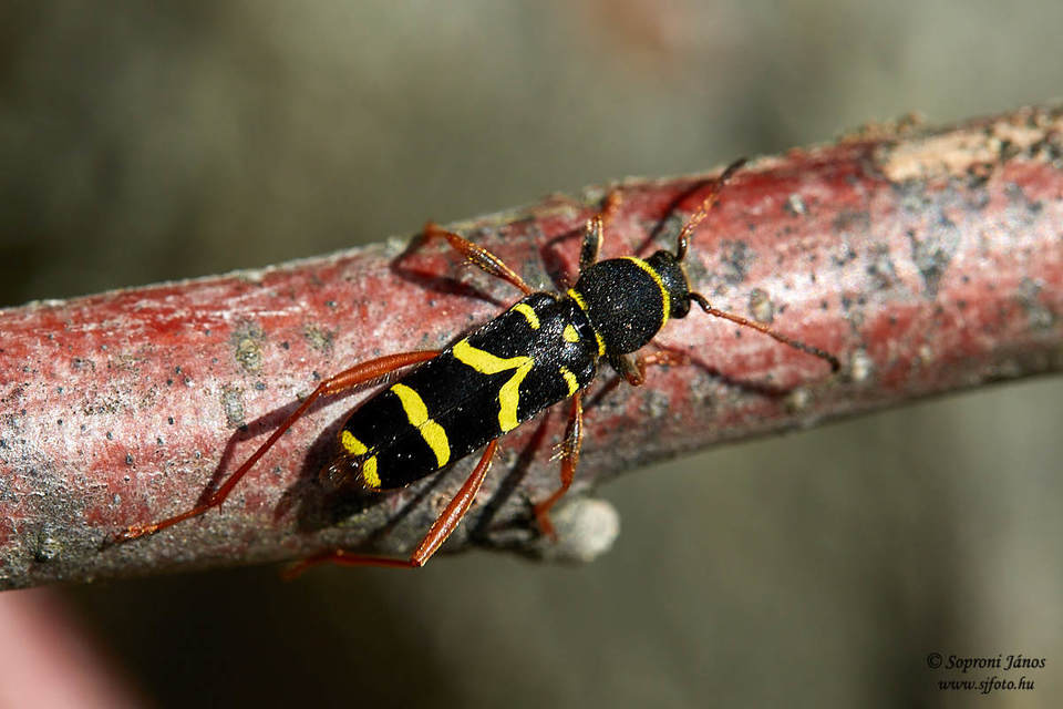 Clytus arietis - közönséges darázscincér
