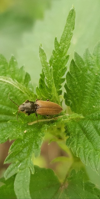 Dicronychus testaceus