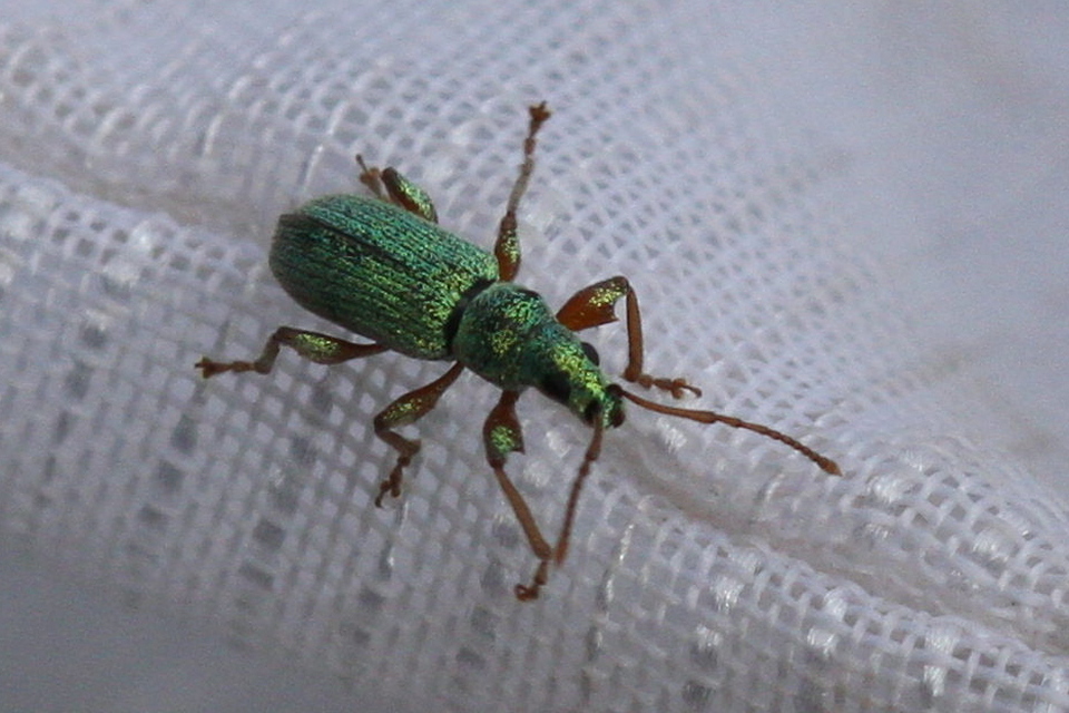 Phyllobius argentatus - ezüstös levélormányos