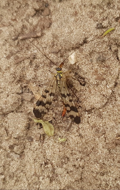 Panorpa vulgaris