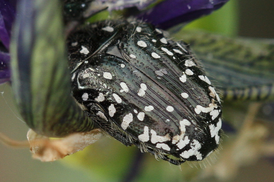 Oxythyrea funesta - sokpettyes virágbogár