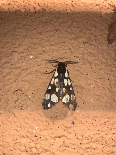 Arctia villica - fekete medvelepke