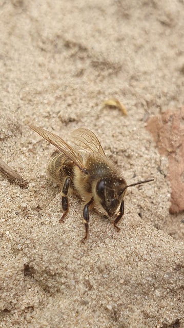 Apis mellifera - háziméh