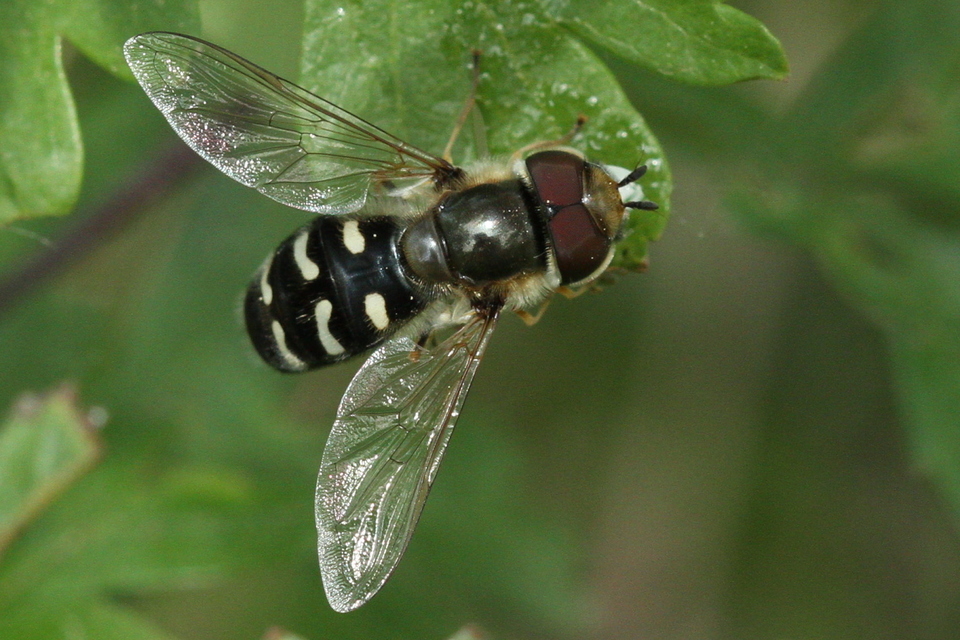 Scaeva pyrastri - gyakori nagyhomlokúlégy