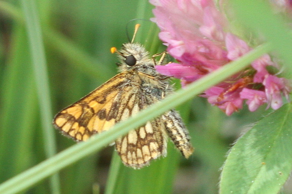 Carterocephalus palaemon - kockás busalepke