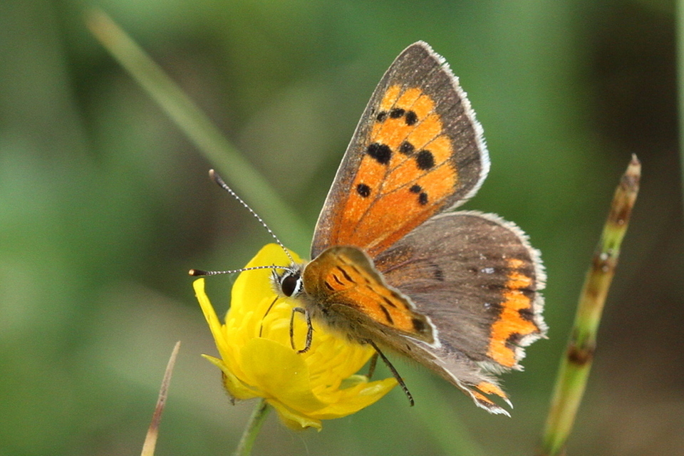 Lycaena phlaeas - közönséges tűzlepke
