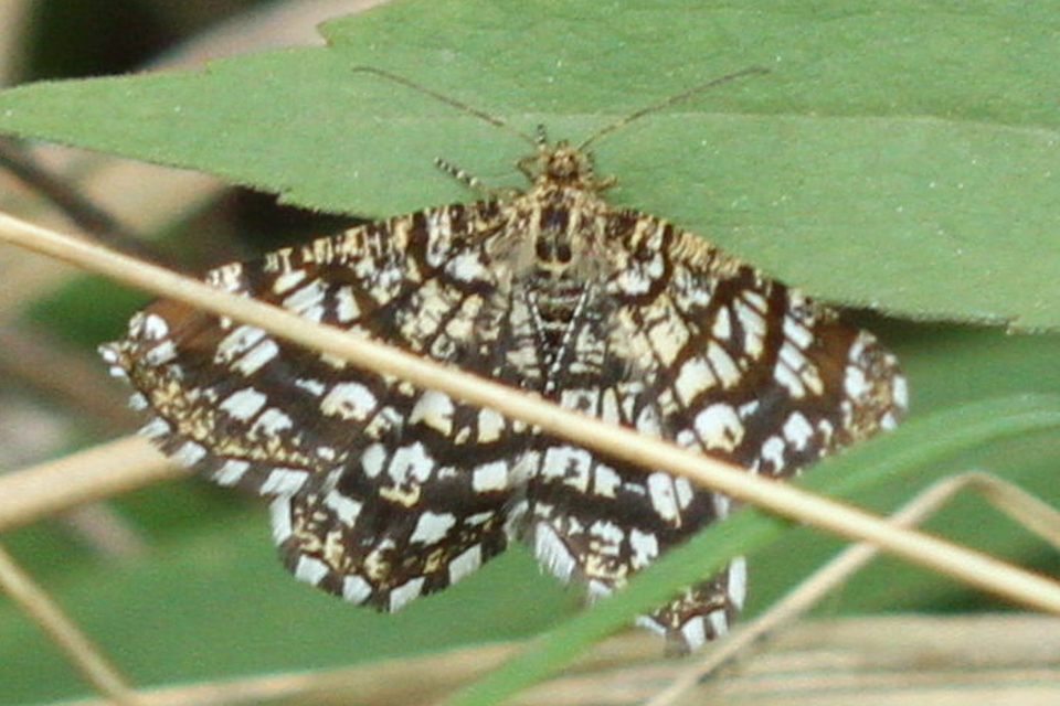 Chiasmia clathrata - rácsos rétiaraszoló