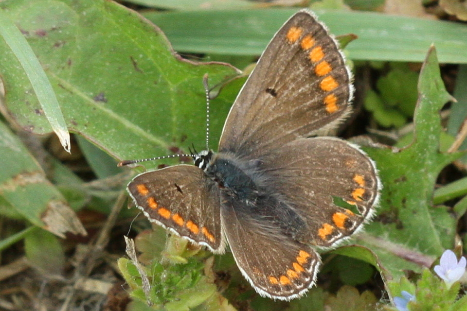 Aricia agestis - szerecsenboglárka