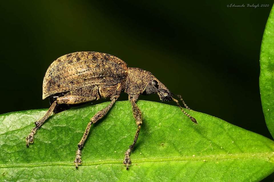 Liophloeus tessulatus - kockás barabolyormányos