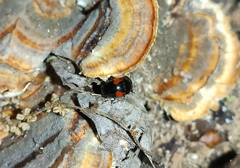 Tritoma bipustulata - feketenyakú tarbogár