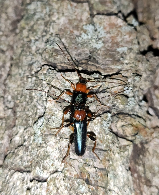 Phymatodes testaceus - változékony korongcincér Phymatodes testaceus - változékony korongcincér