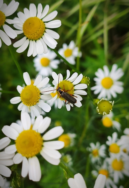 Cantharis nigricans - feketéllő lágybogár