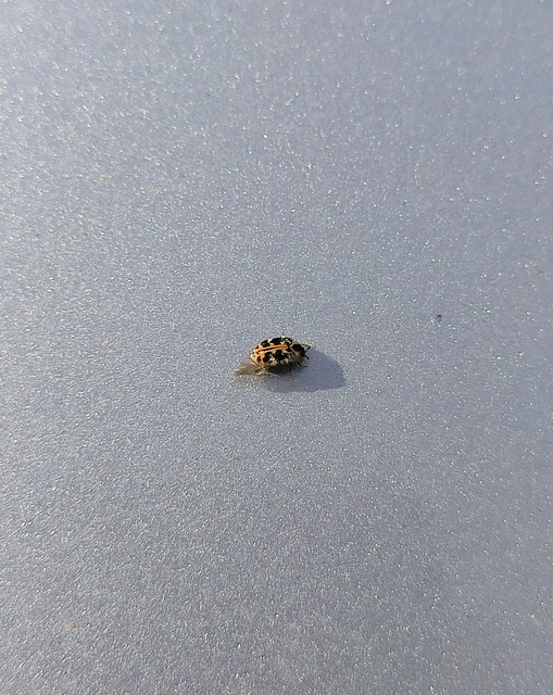 Anthrenus scrophulariae - nagy múzeumbogár