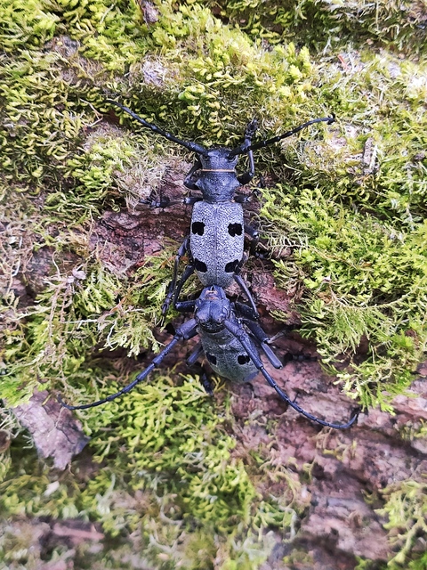 Morimus asper funereus - gyászcincér
