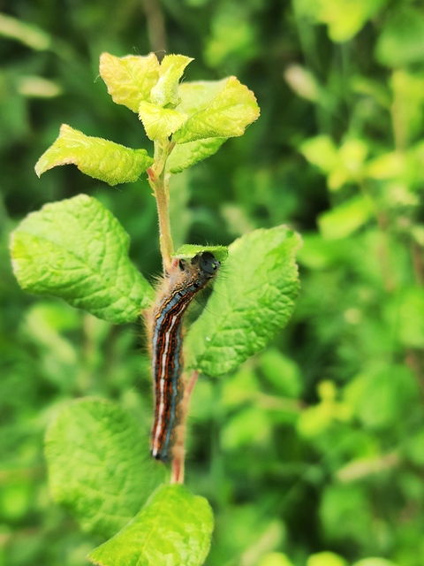 Malacosoma neustria - gyűrűsszövő