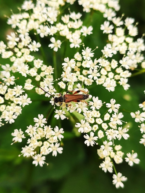 Stenopterus rufus - tarkacsápú keskenyfedőscincér