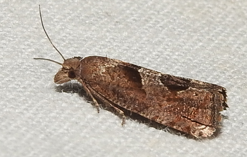 Epiblema junctana - turjáni tükrösmoly