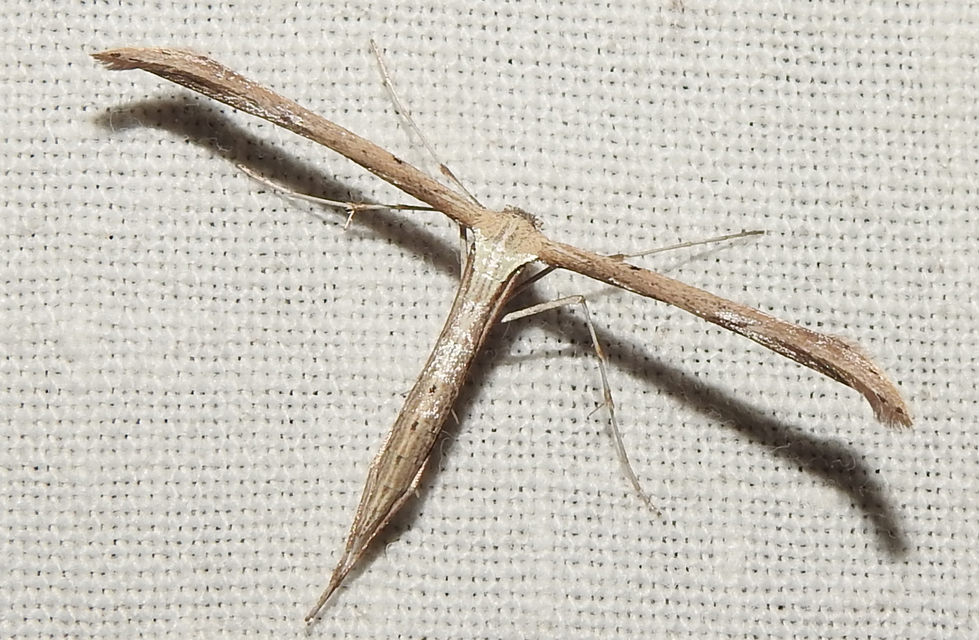 Emmelina monodactyla/argoteles