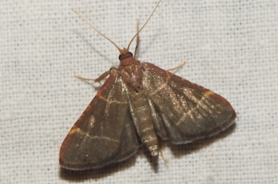 Hypsopygia glaucinalis - rezes fényilonca