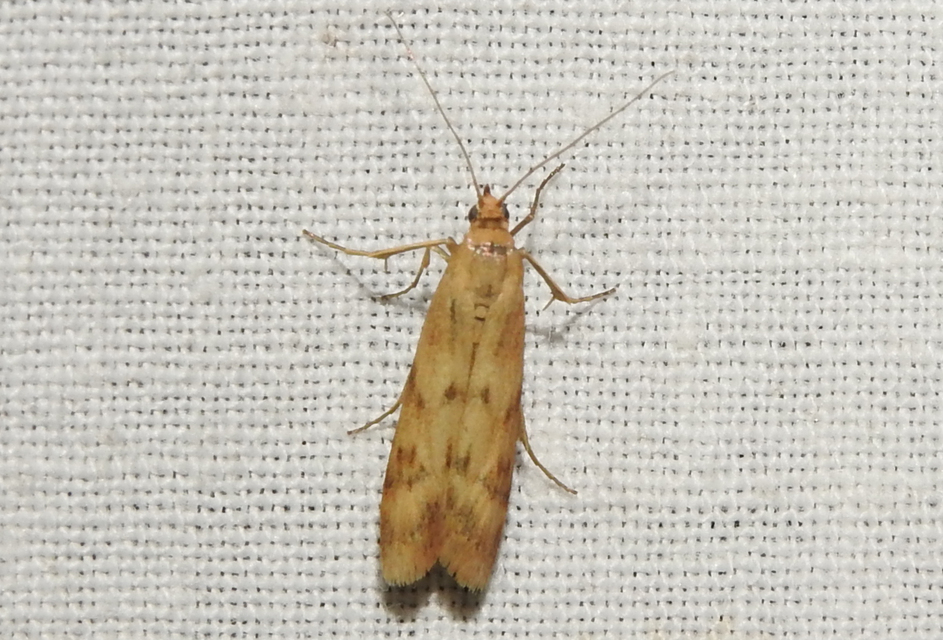 Homoeosoma sinuella - agyagsárga karcsúmoly