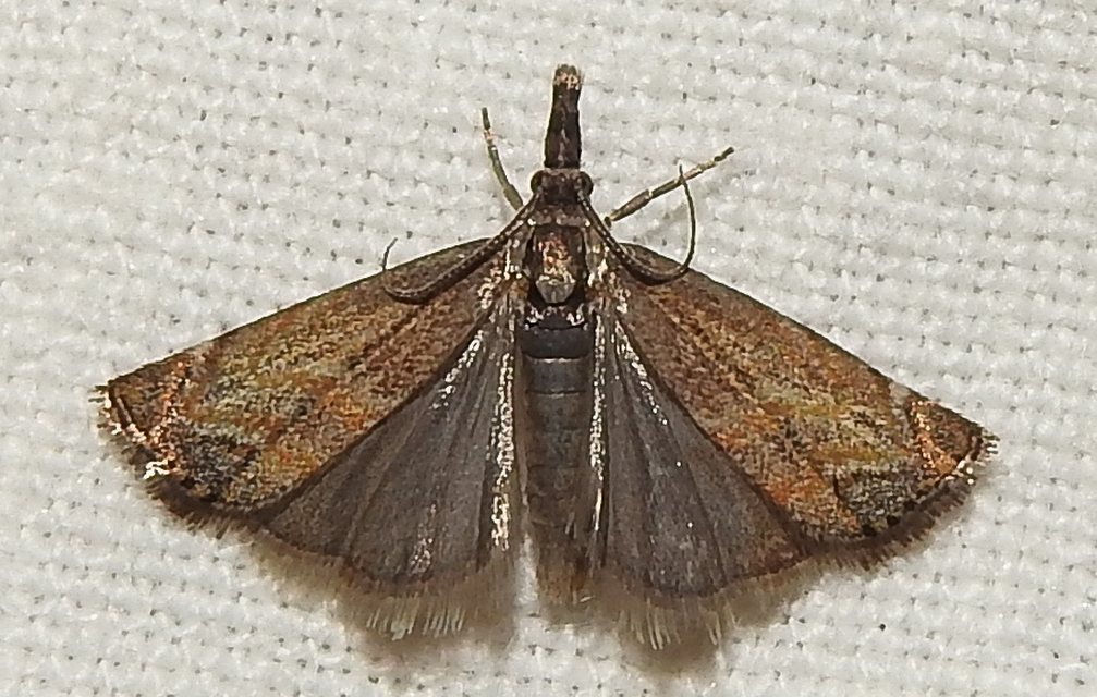 Platytes cerussella - törpe fűgyökérmoly
