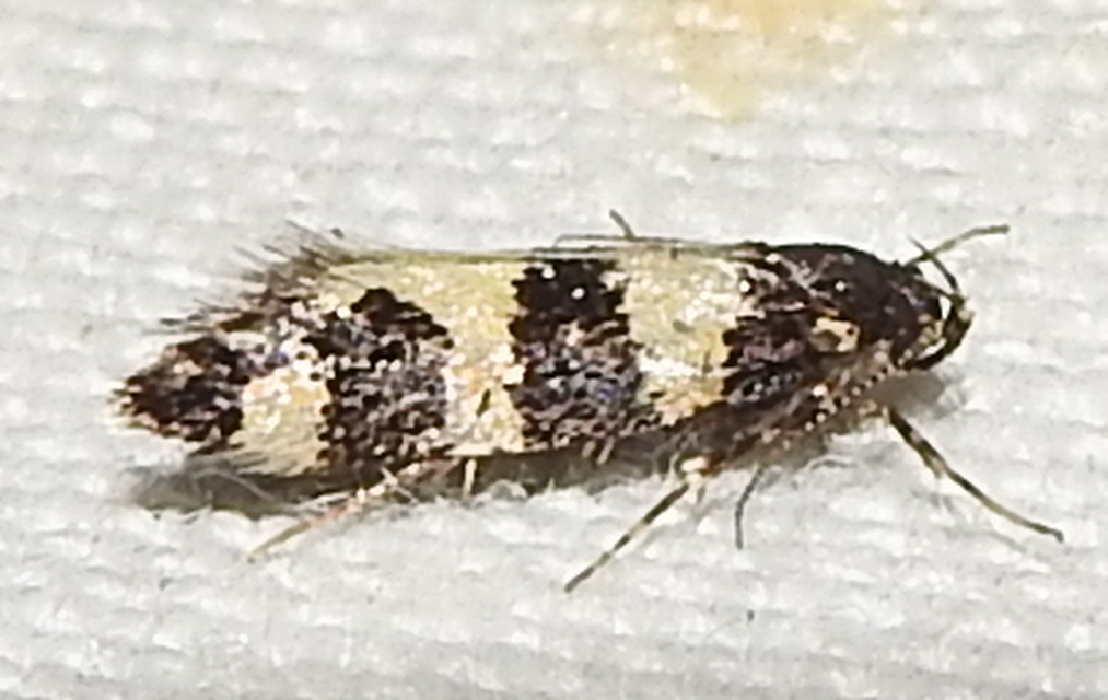 Denisia augustella - zebramoly