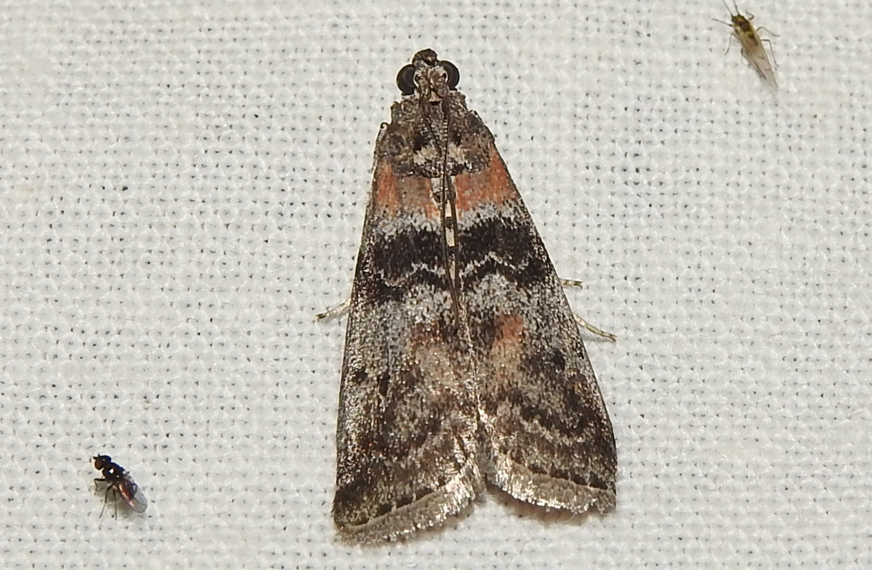 Sciota rhenella - alföldi karcsúmoly