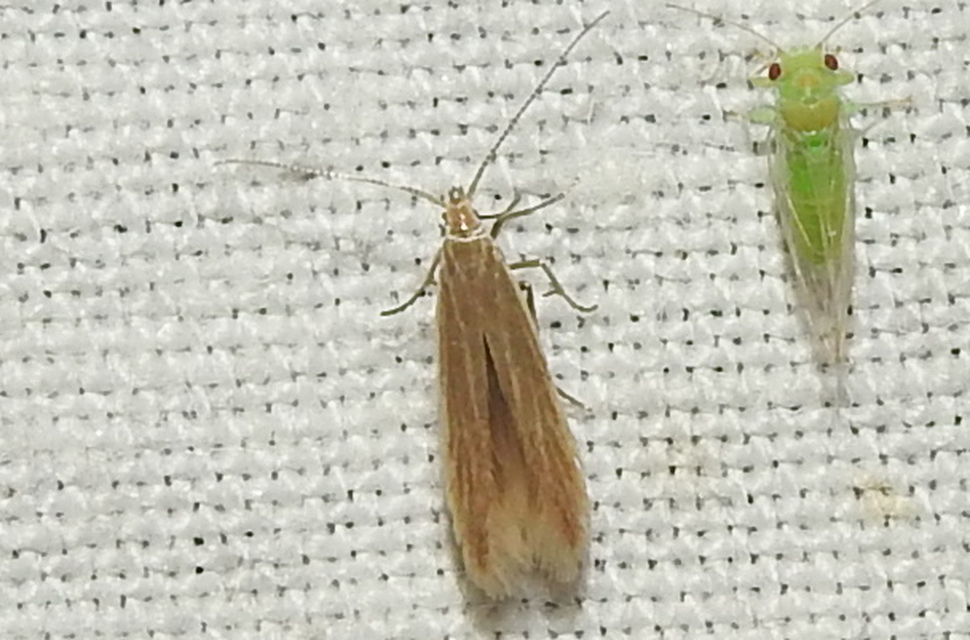 Coleophora