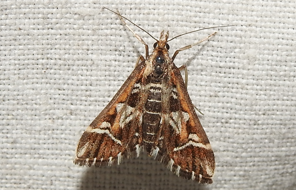 Diasemia reticularis - betűmintás tűzmoly