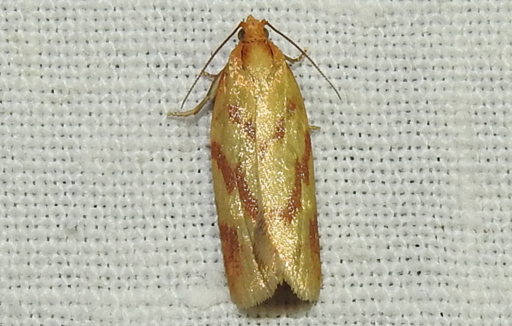Clepsis pallidana - aranysárga sodrómoly