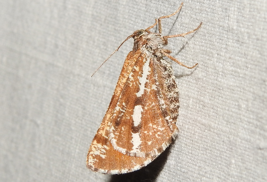 Bupalus piniaria - fenyőaraszoló