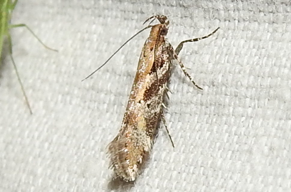 Aristotelia
