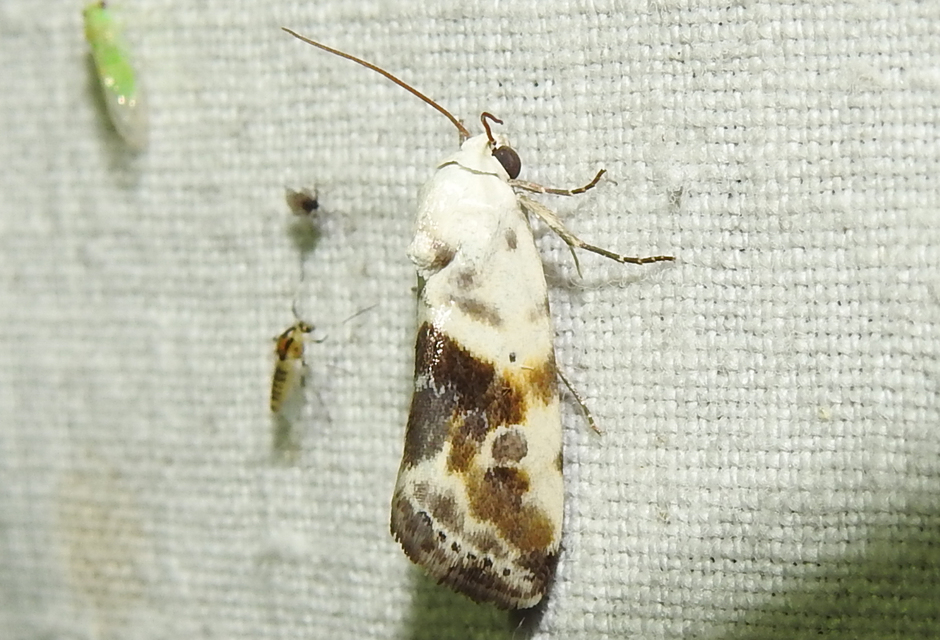 Ponometia candefacta - parlagfűbagoly