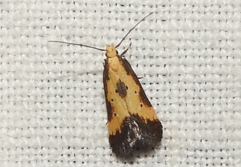 Brachmia dimidiella - citromkocsord-lápimoly