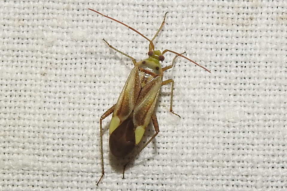Adelphocoris lineolatus - lucernapoloska