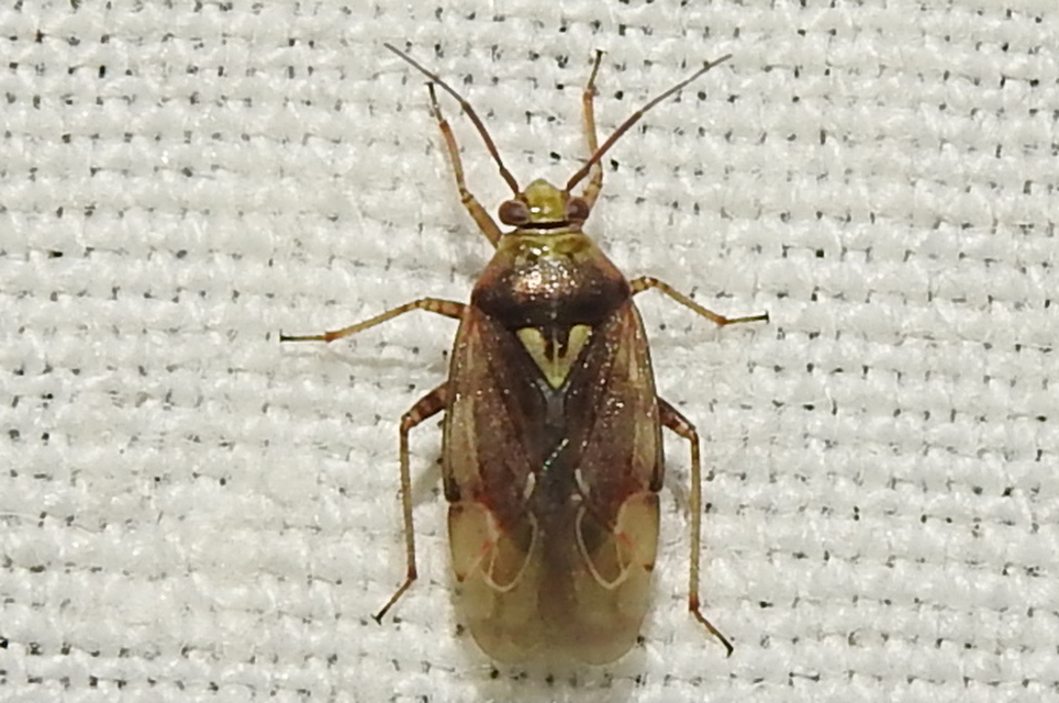 Lygus rugulipennis - molyhos mezeipoloska