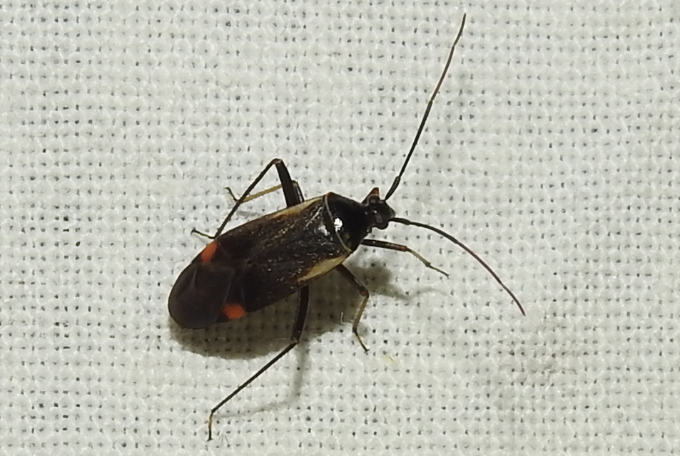 Adelphocoris seticornis - szegélyes mezeipoloska