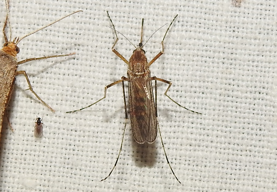 Culicidae - csípőszúnyogok