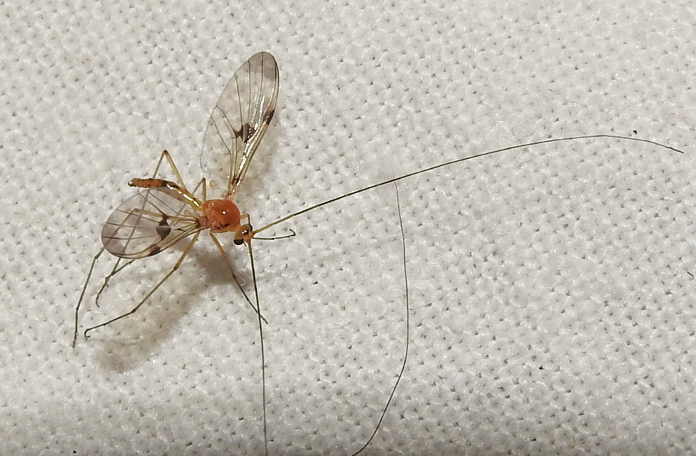 Macrocera